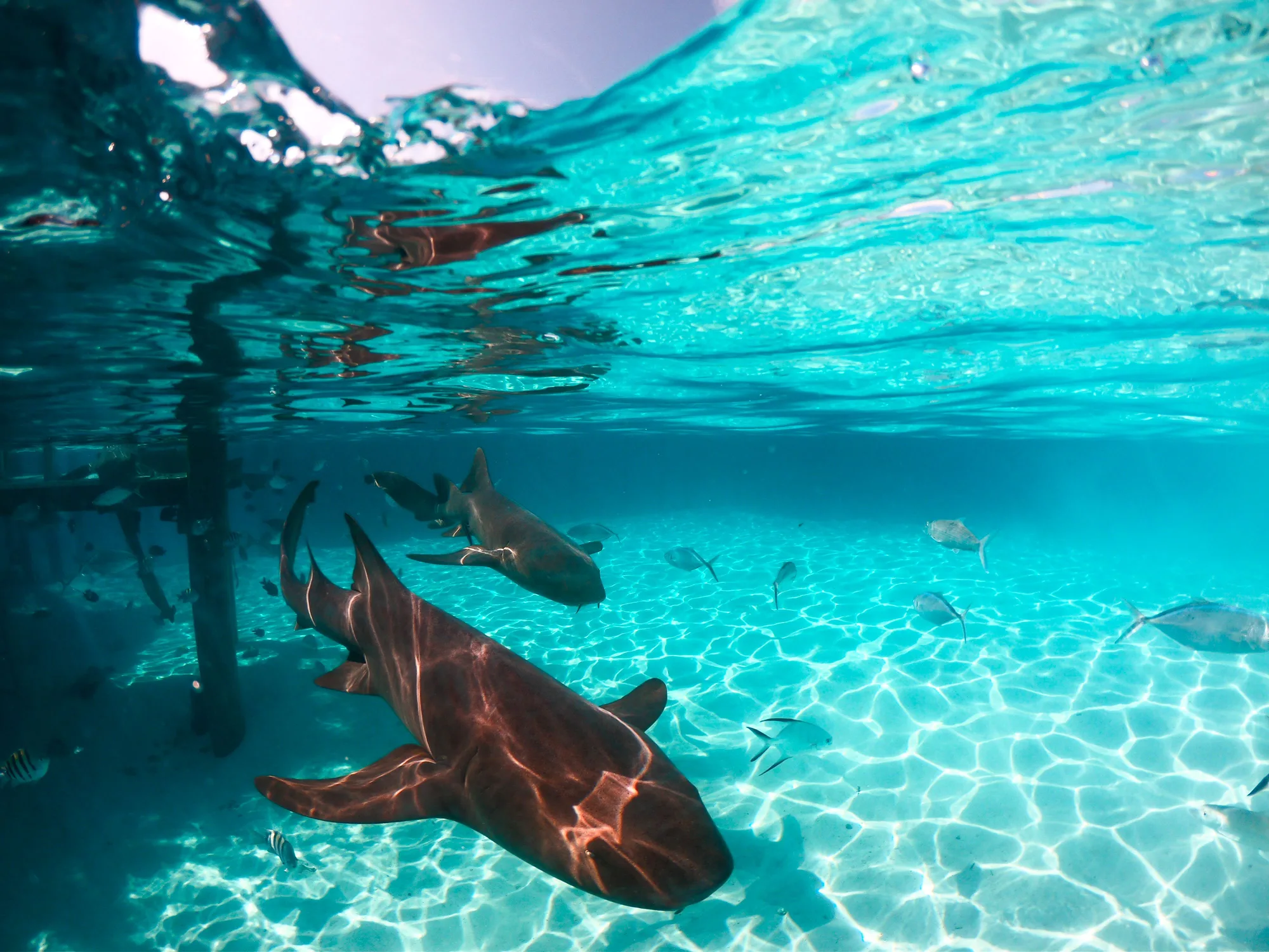 Compass Cay and Pipe Creek