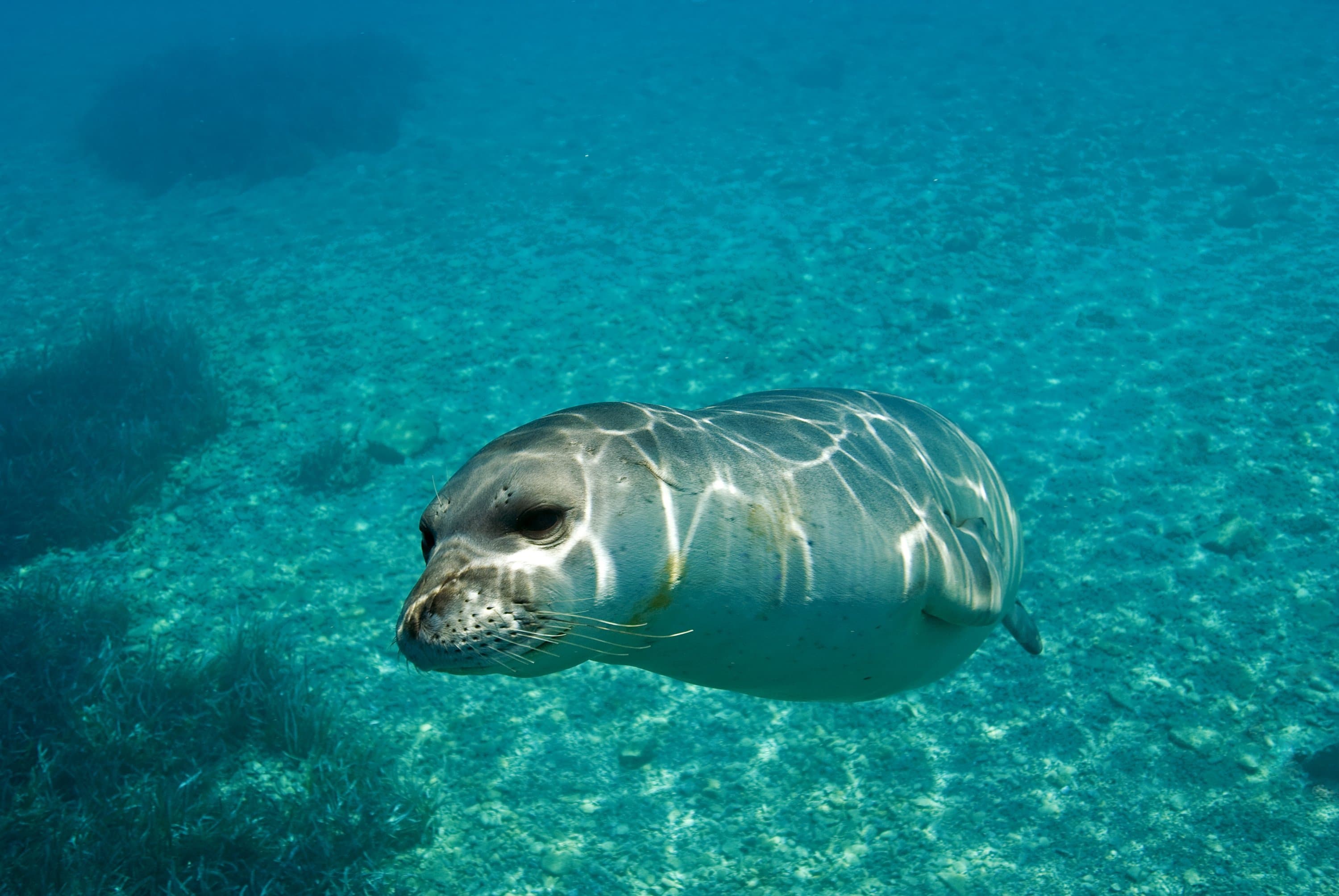 The Mediterranean Is a Wildlife Destination Most People Don't Know About