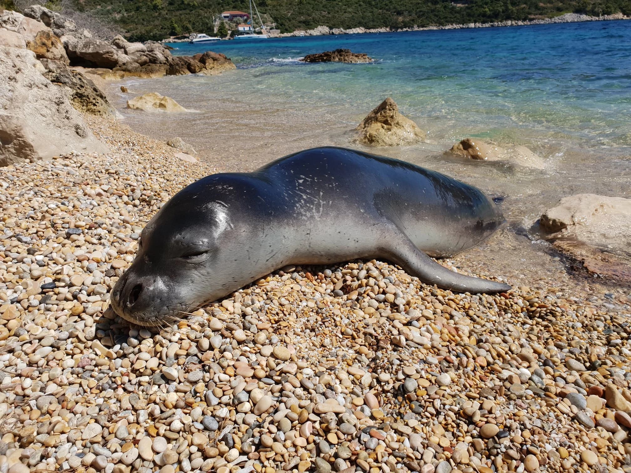 De Middellandse Zee is een wildlife-bestemming