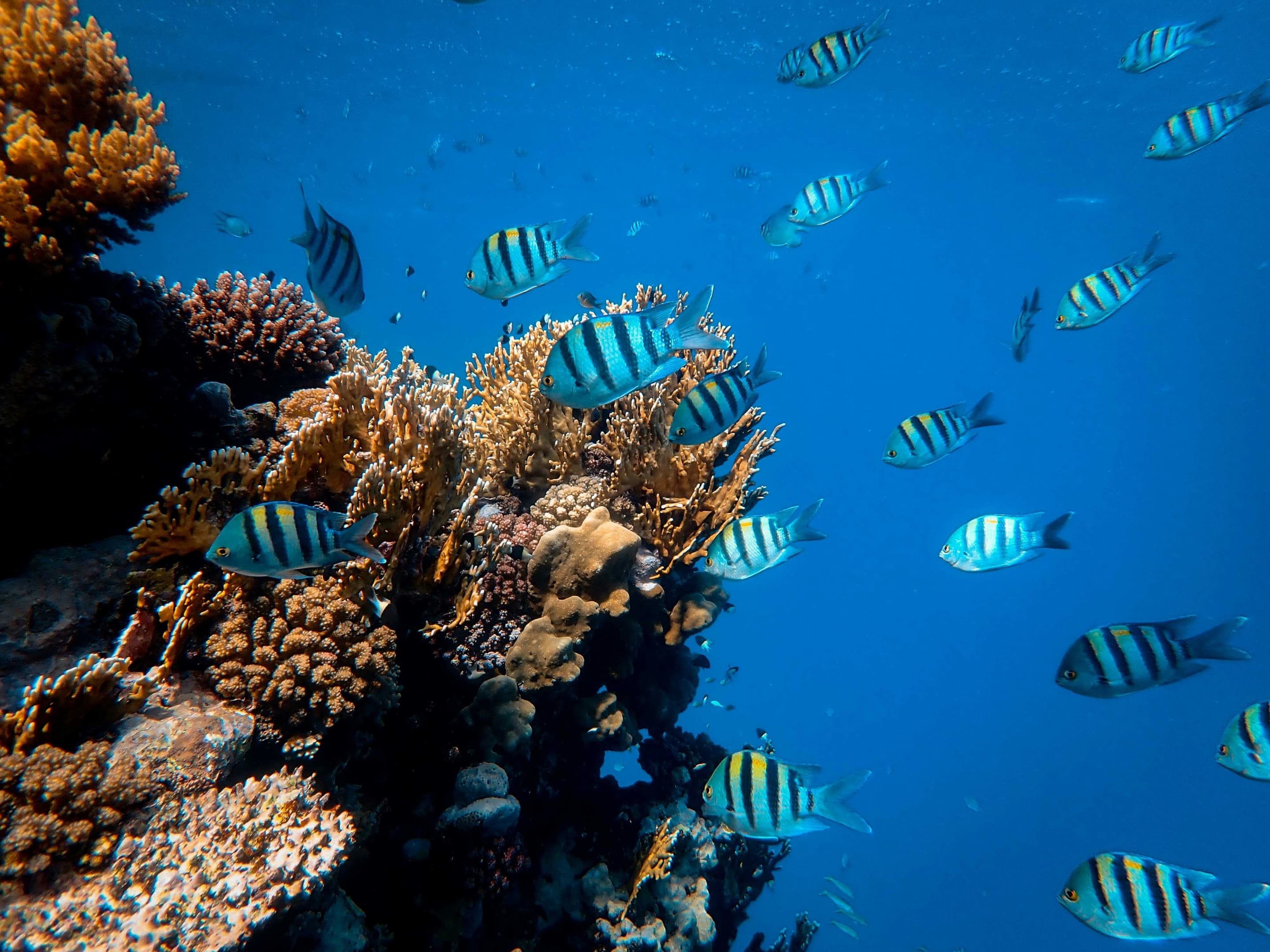 Frontier_Yachting_Red_Sea_4.jpg