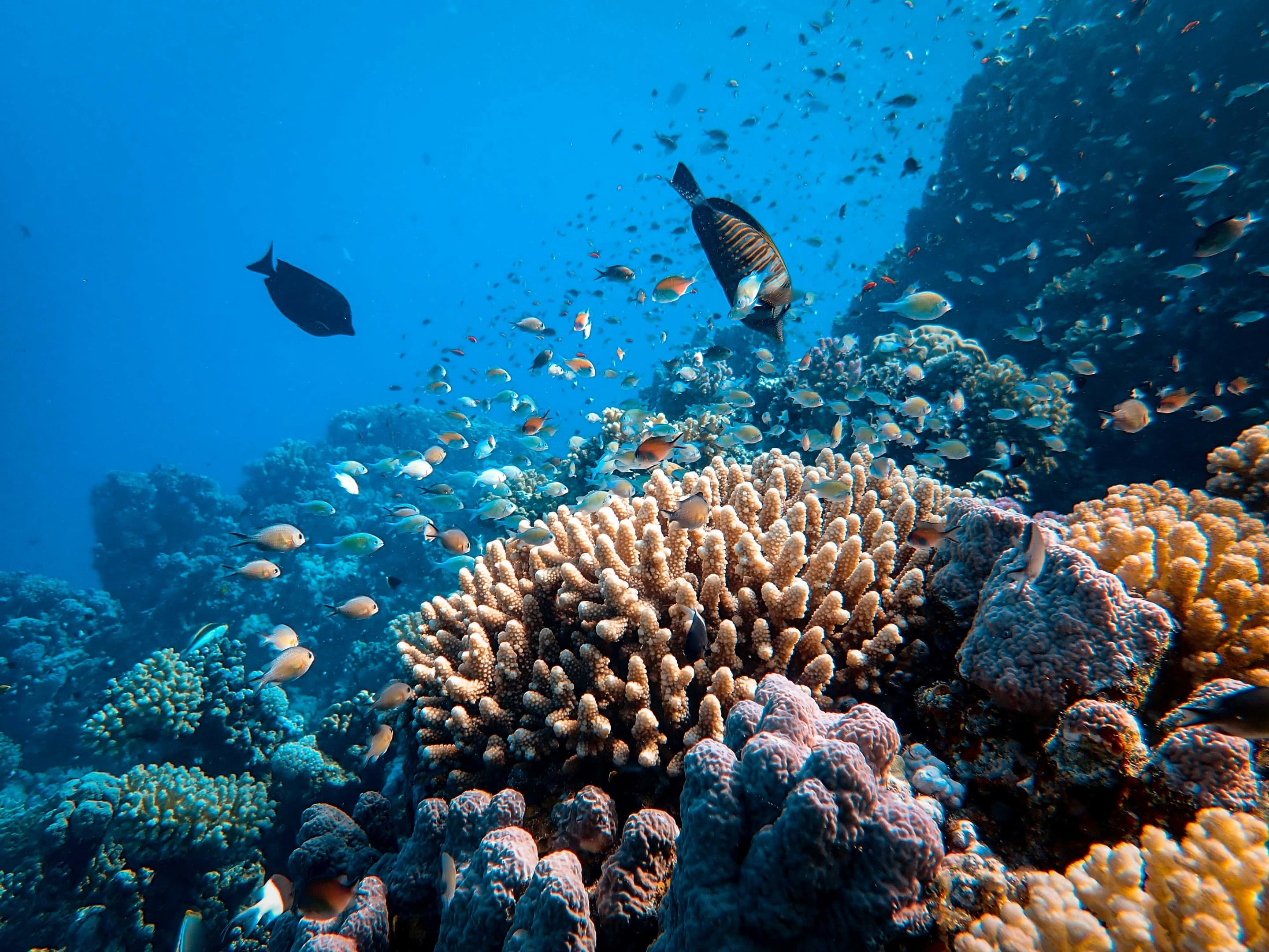 Frontier_Yachting_Red_Sea_5.jpg